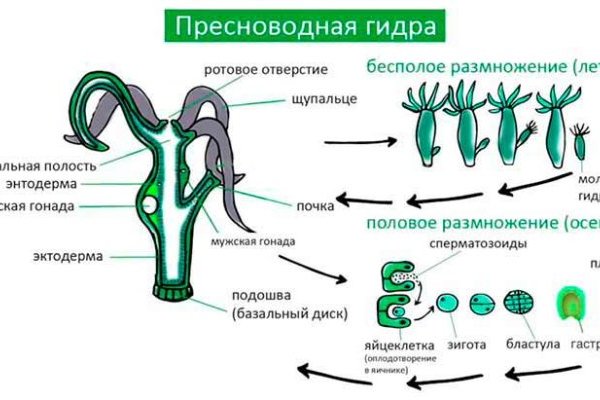 Кракен вместо гидры