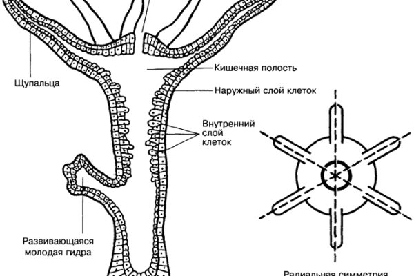 Kraken 14at сайт